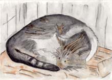 Katze
