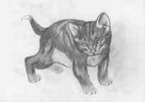 Katze